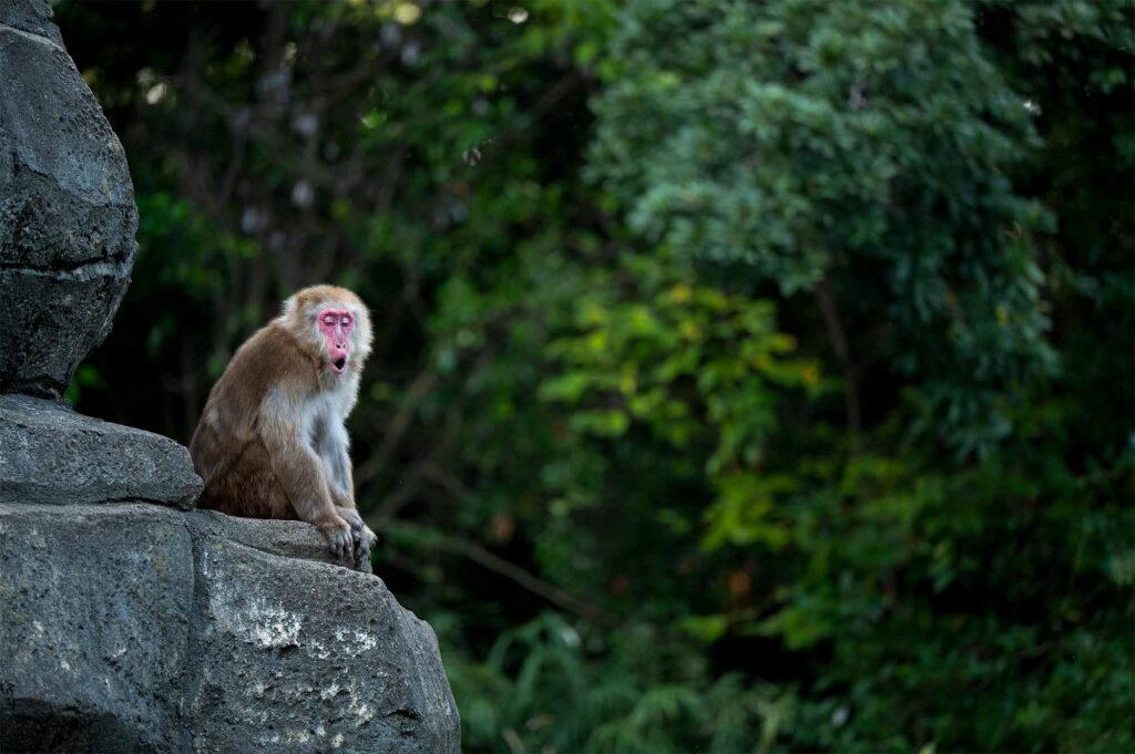 傲慢な暴君トランプ