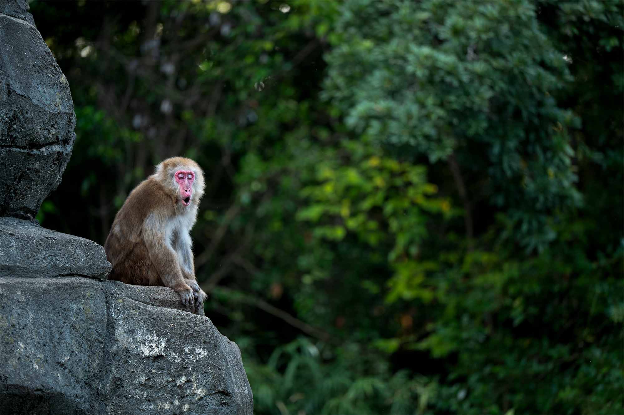 傲慢な暴君トランプ